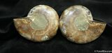 Scarce Inch Desmoceras Ammonite #1504-2